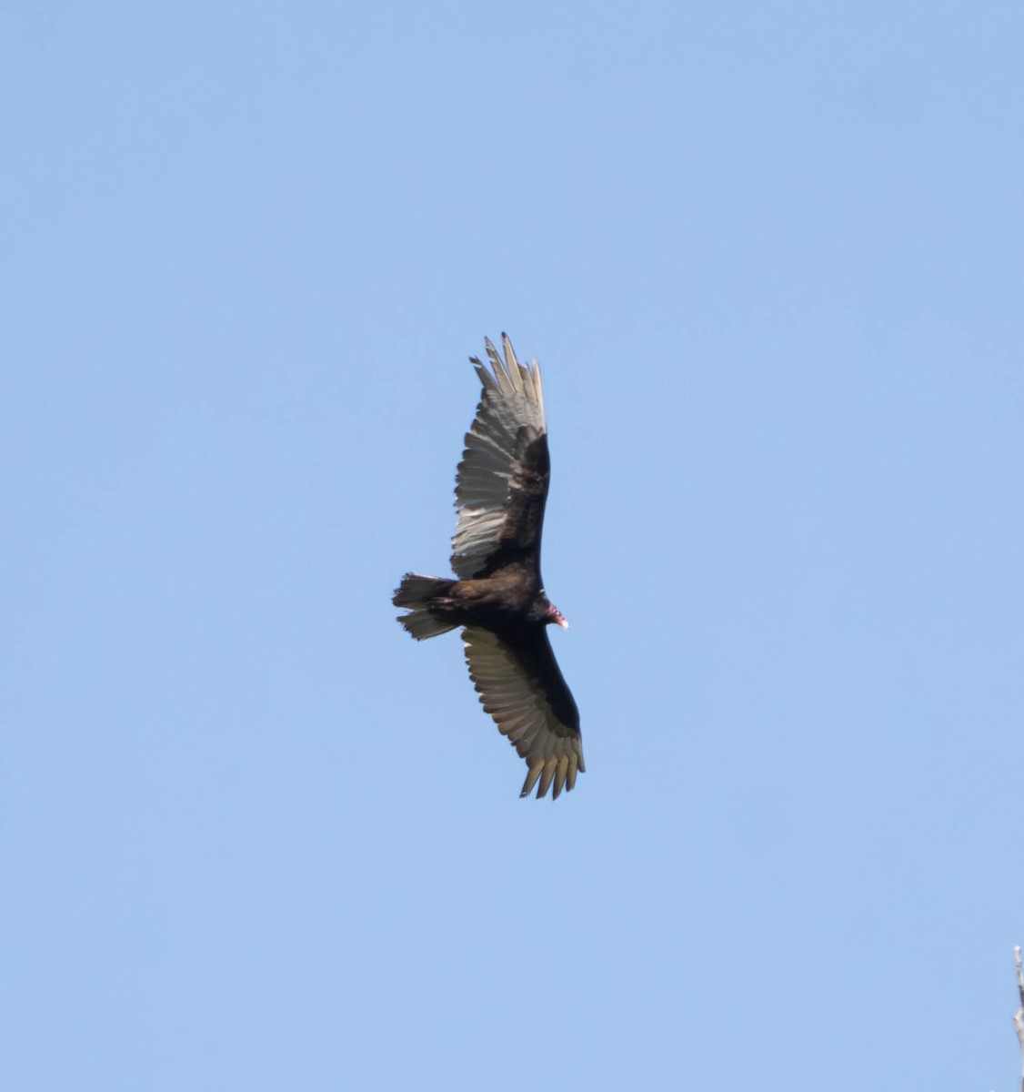 Turkey Vulture - ML585759011