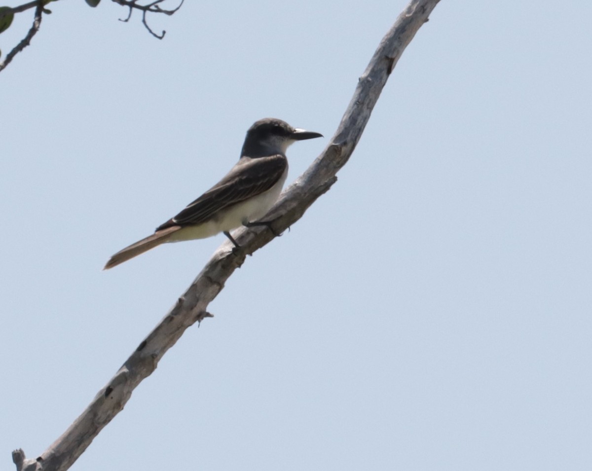 Gray Kingbird - ML585761561