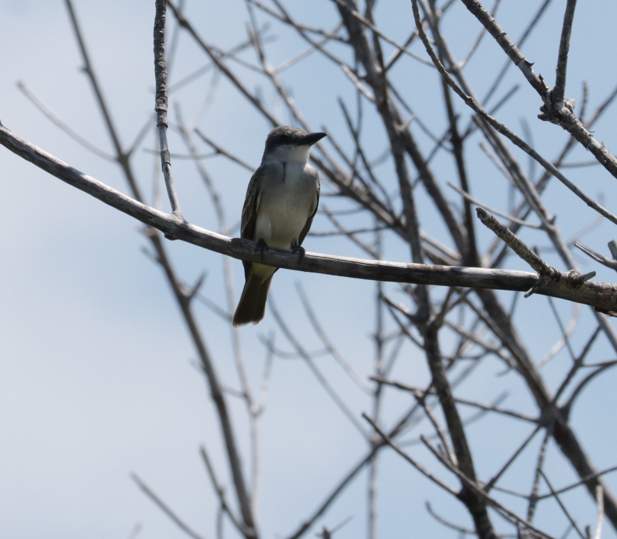 Gray Kingbird - ML585761781