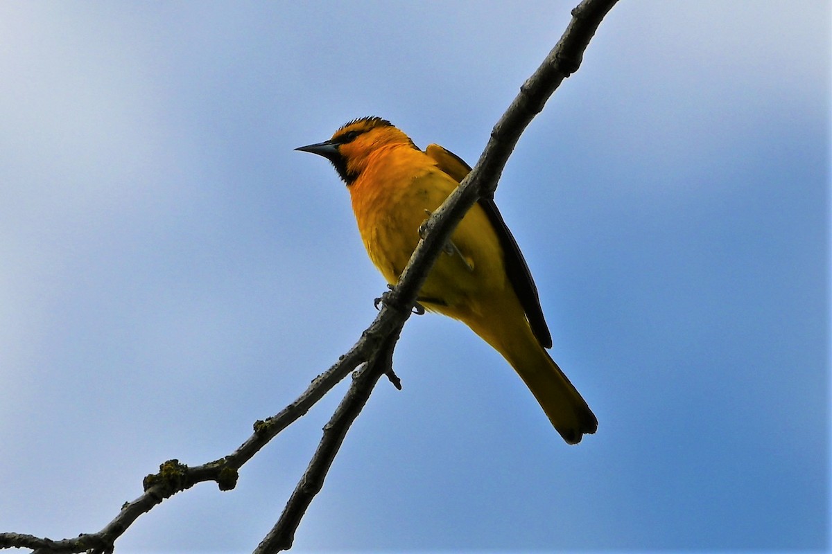 Bullock's Oriole - Geoffrey Newell