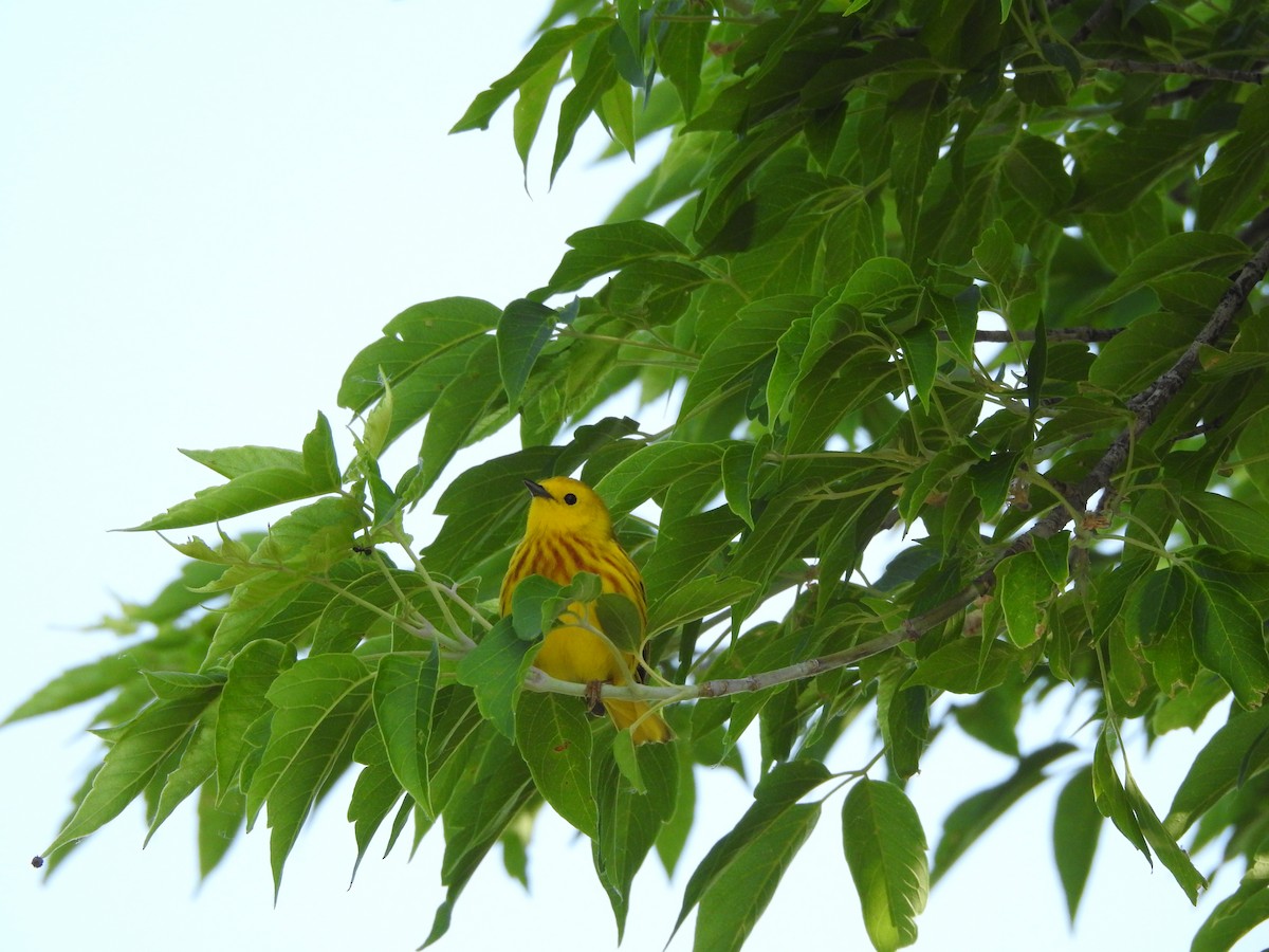 Yellow Warbler (Northern) - ML585762051