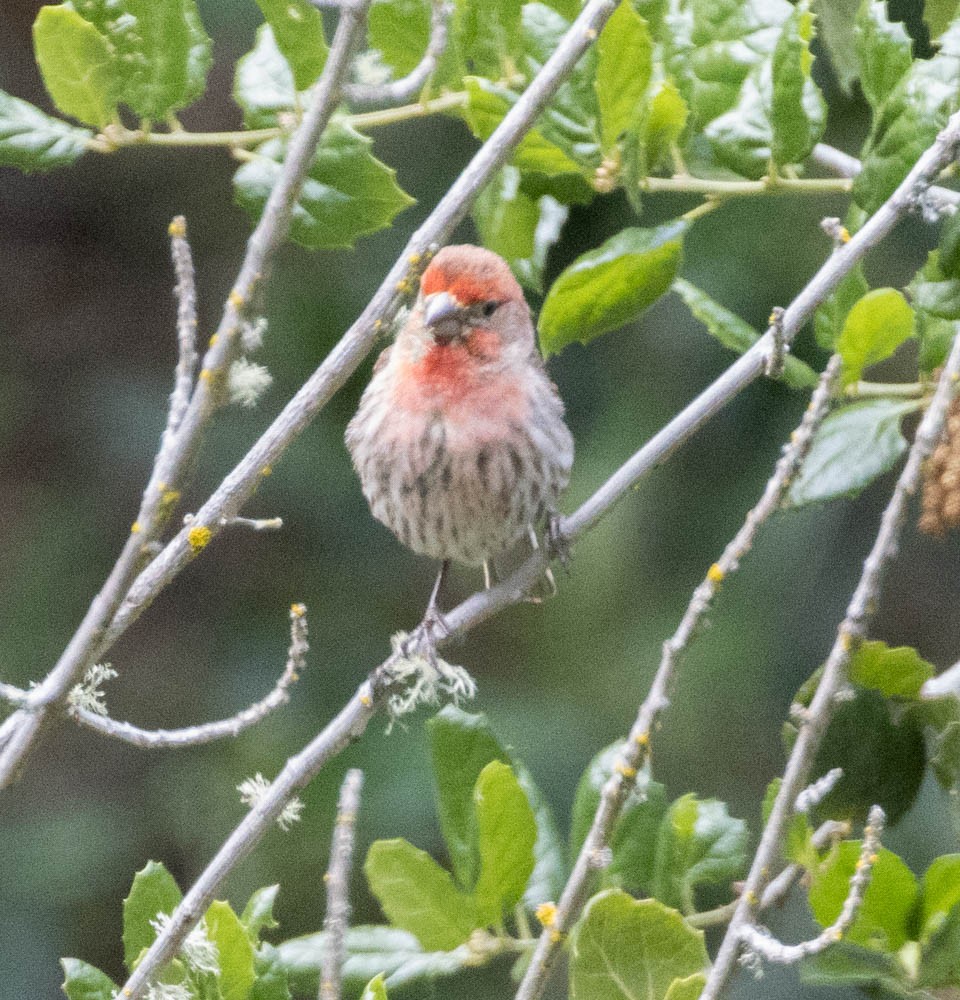 House Finch - Lindy Fung