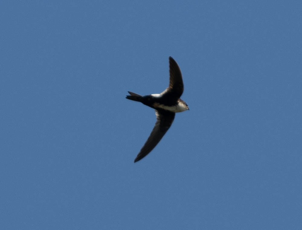 White-throated Swift - ML585762731