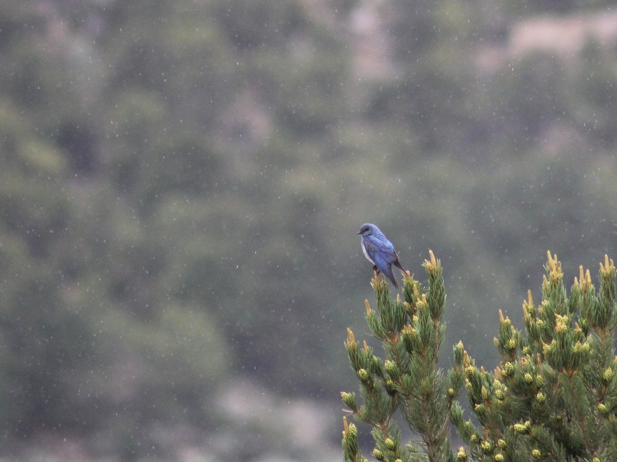 Mountain Bluebird - ML585764051
