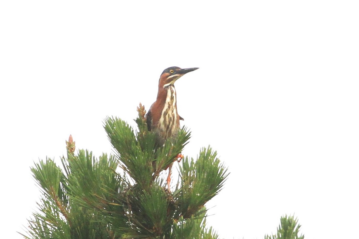Green Heron - ML585764301
