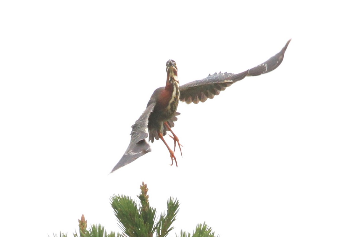 Green Heron - ML585764311