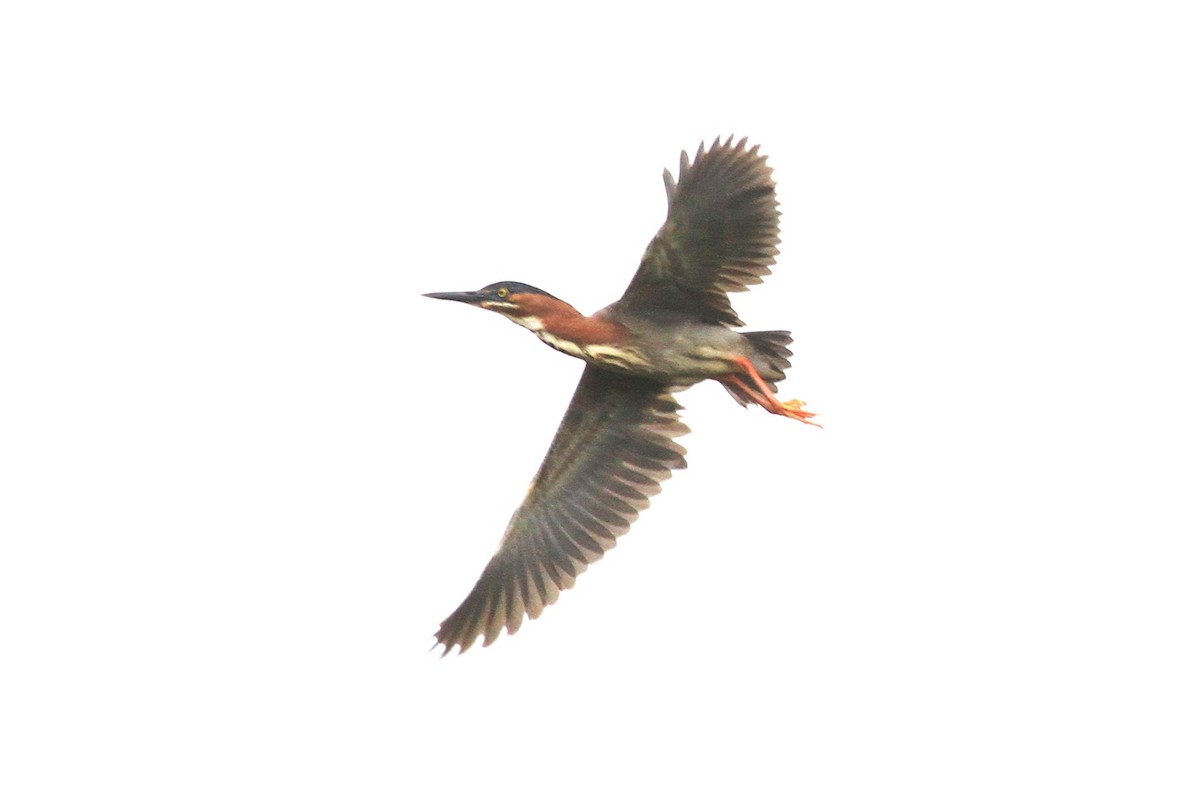 Green Heron - ML585764321