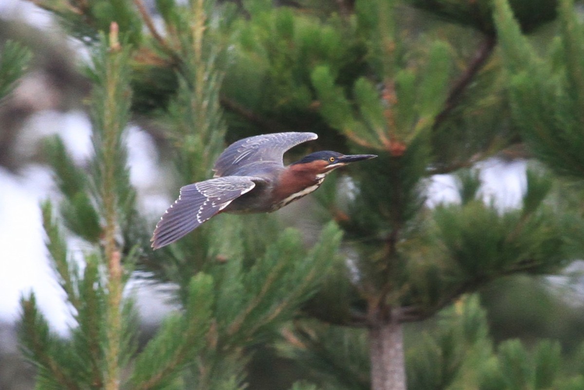 Green Heron - ML585764331