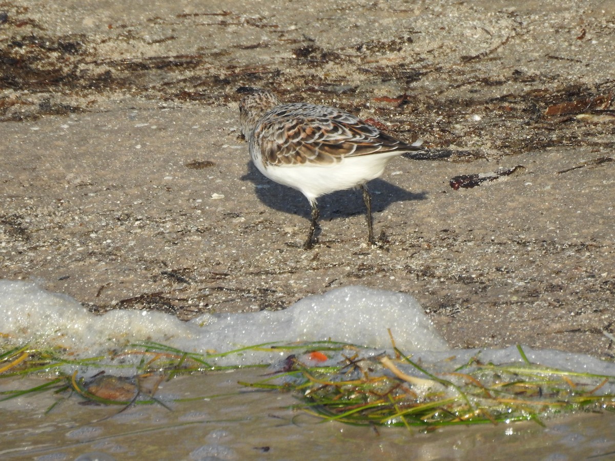 Sanderling - ML58576551