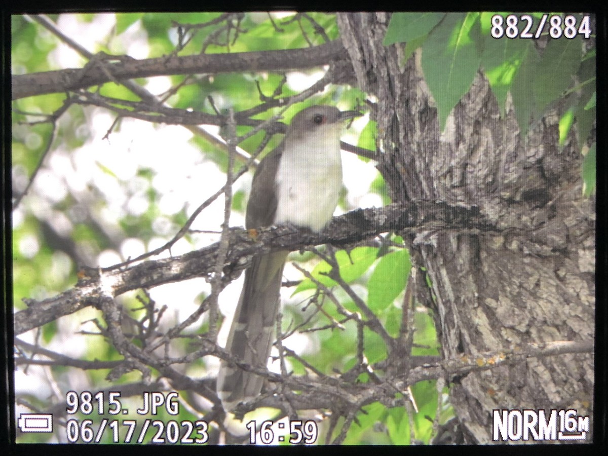 Black-billed Cuckoo - ML585765631