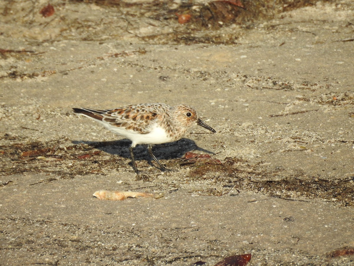 Sanderling - ML58576581