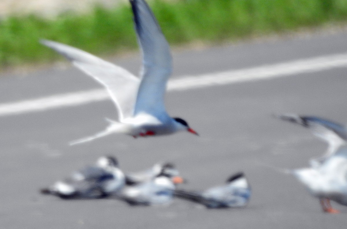 Common Tern - ML585765891