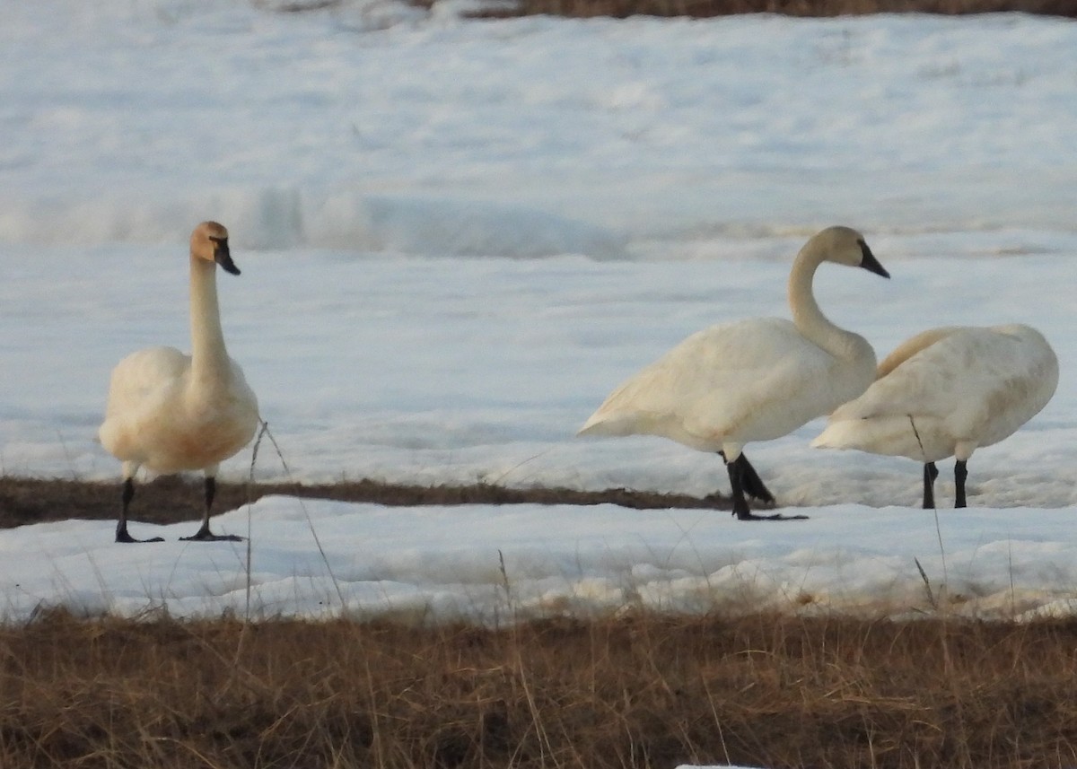 Tundra Swan - Nick Komar