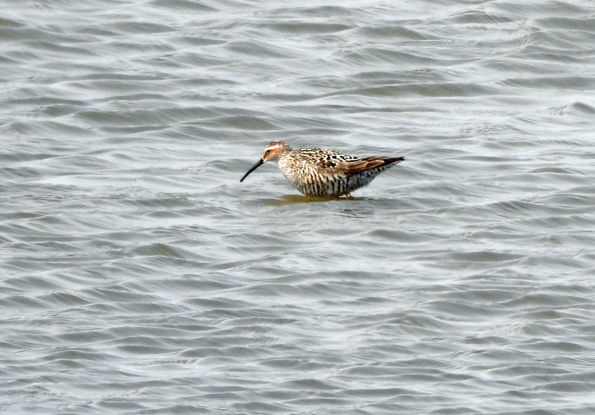 Stilt Sandpiper - ML585767331