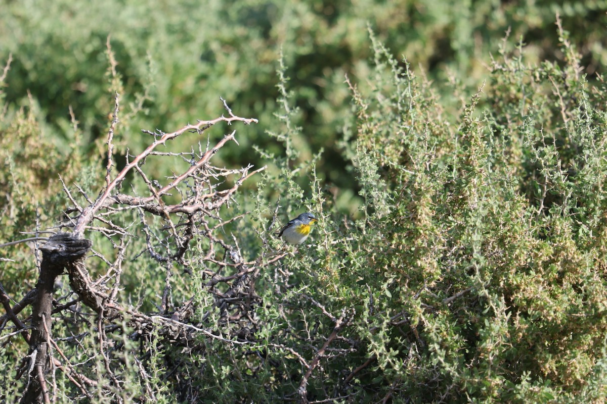 Northern Parula - Abram Fleishman