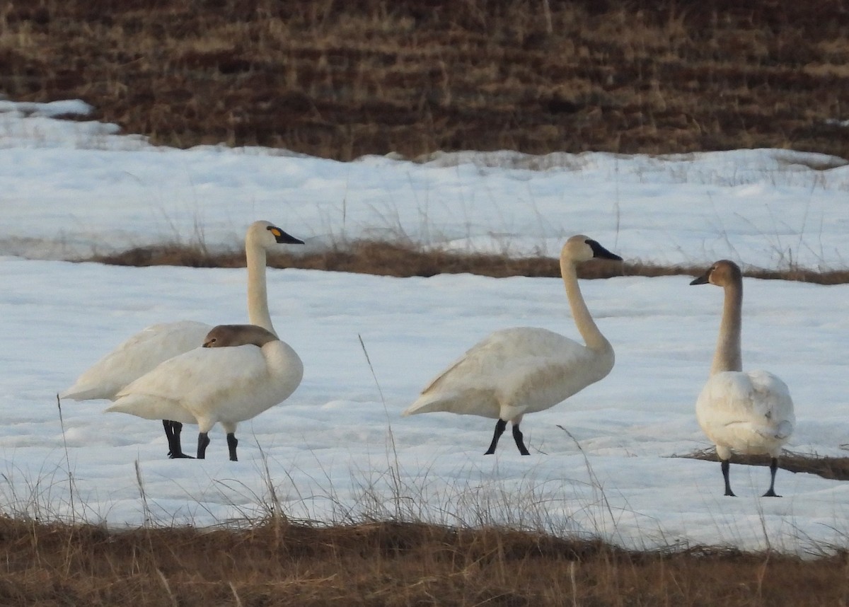 Tundra Swan - Nick Komar