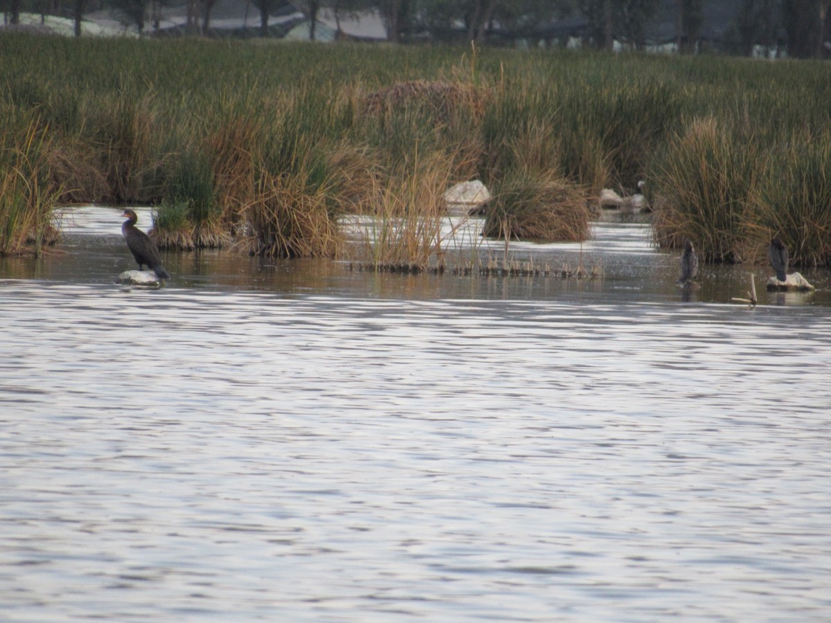 Double-crested Cormorant - ML585768391