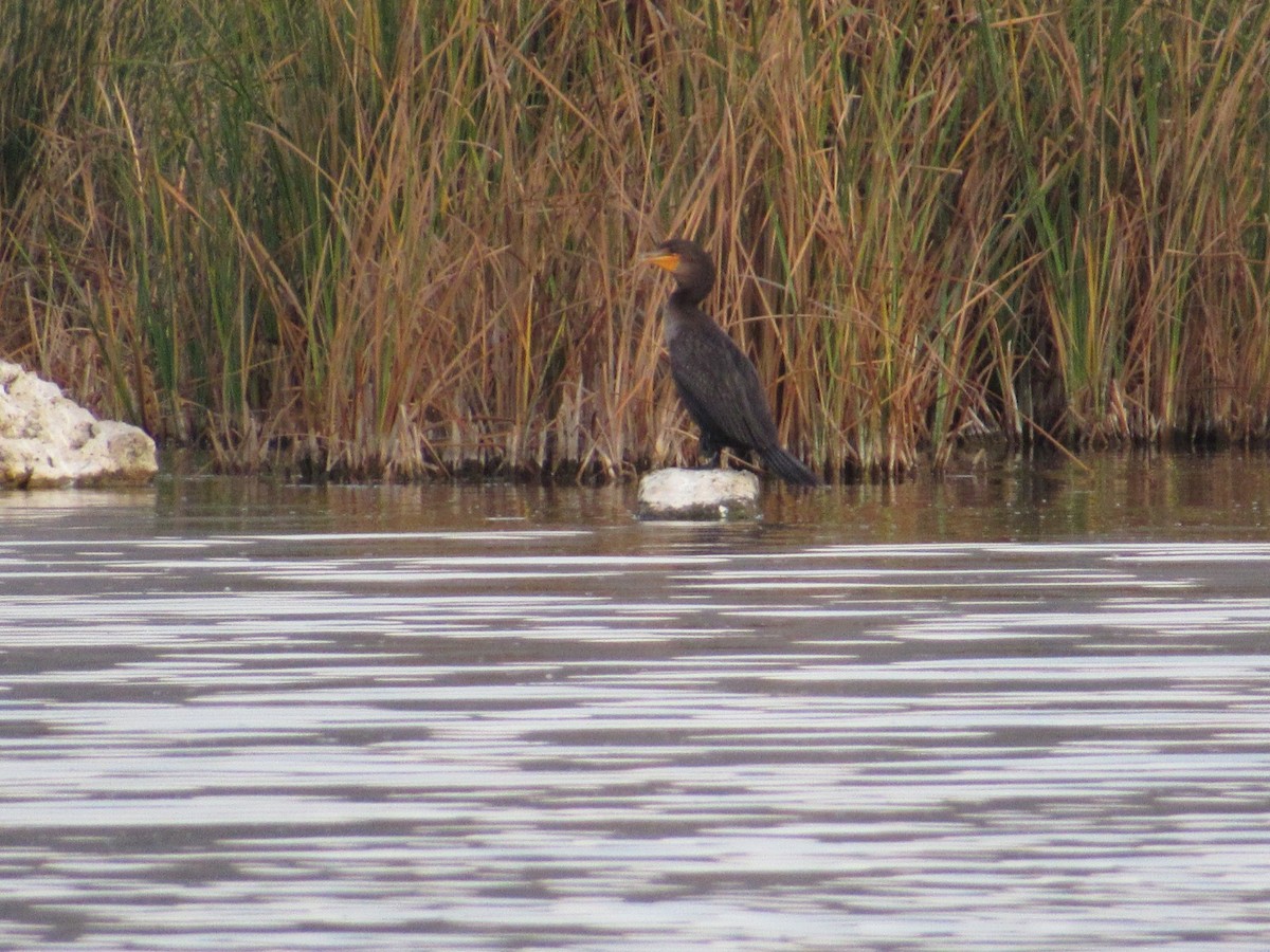 Double-crested Cormorant - ML585768401