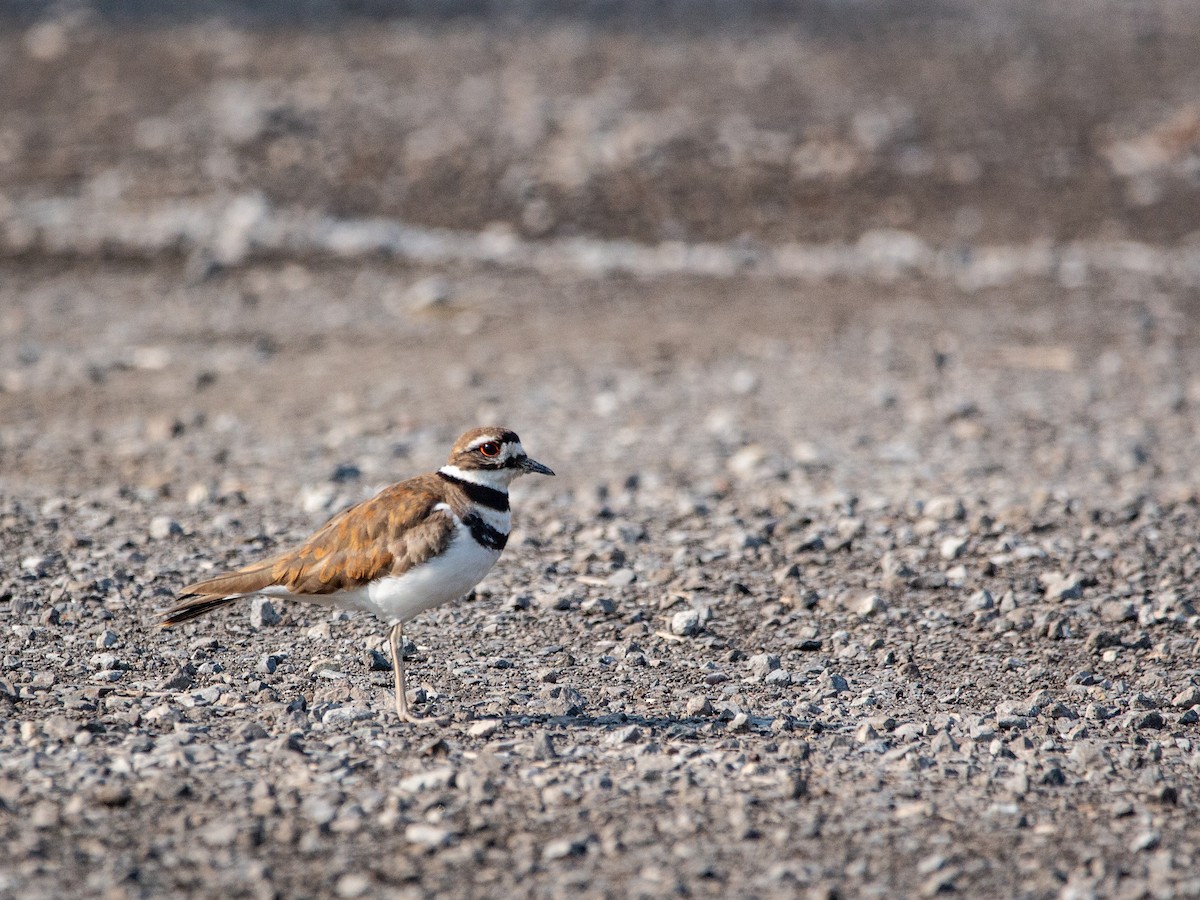 Killdeer - Karen Gillow