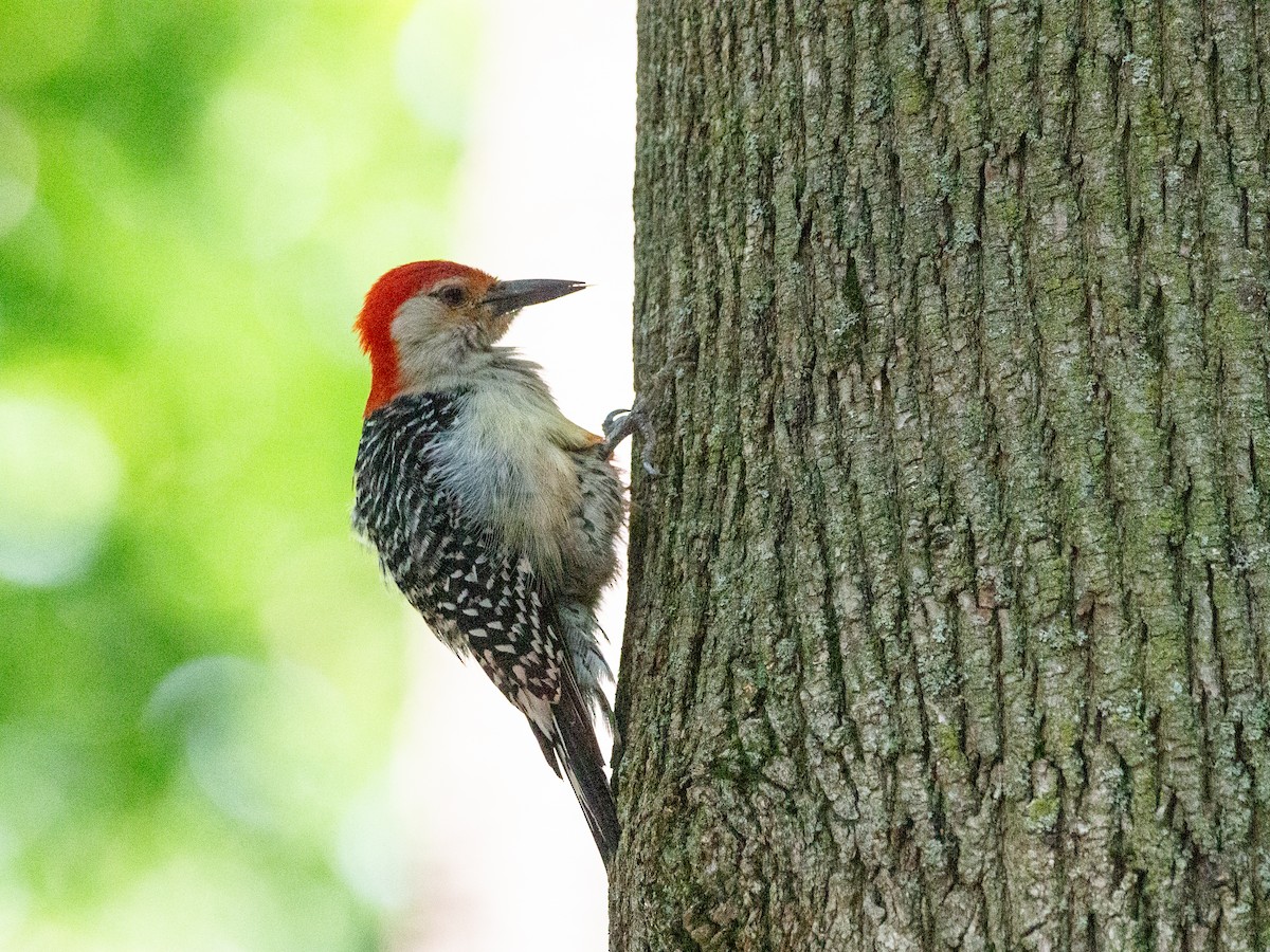 Red-bellied Woodpecker - Karen Gillow