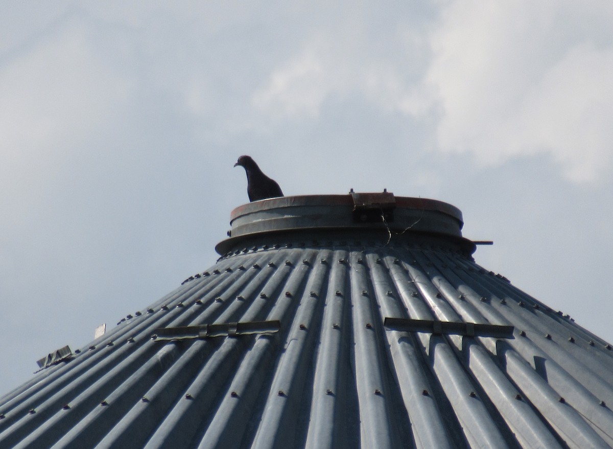 Rock Pigeon (Feral Pigeon) - ML585769891