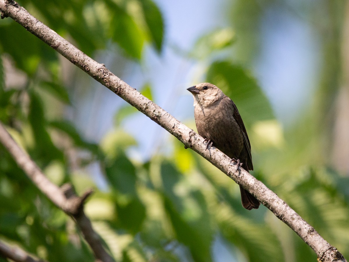 Brown-headed Cowbird - Karen Gillow