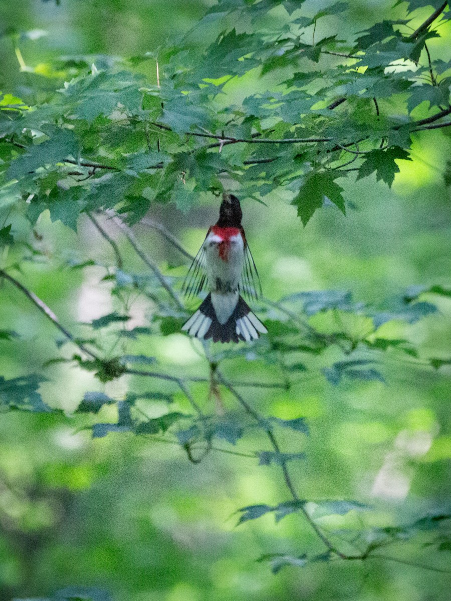 Rose-breasted Grosbeak - ML585770921