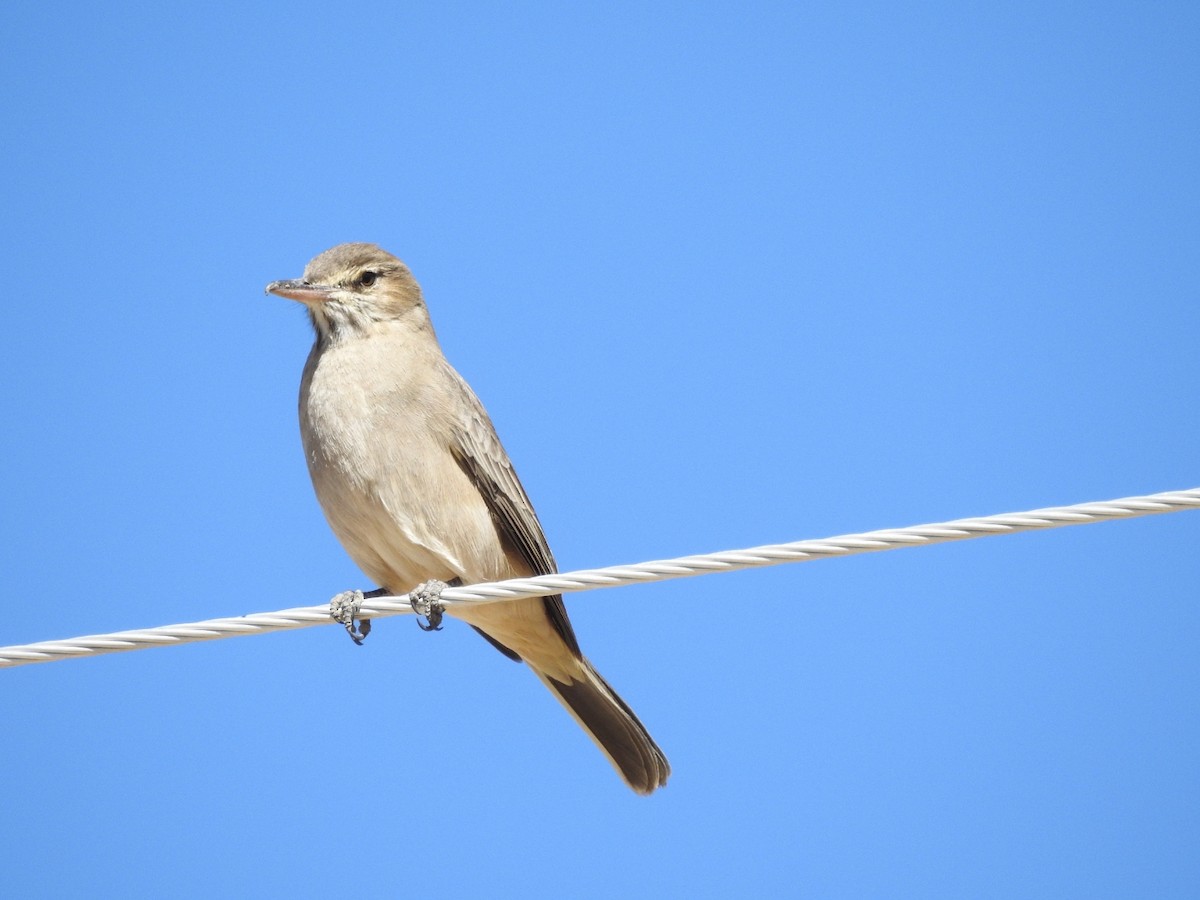 Gray-bellied Shrike-Tyrant - Nicole Adriana Avalos Saavedra