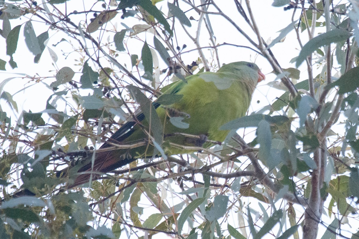 Superb Parrot - ML585773501