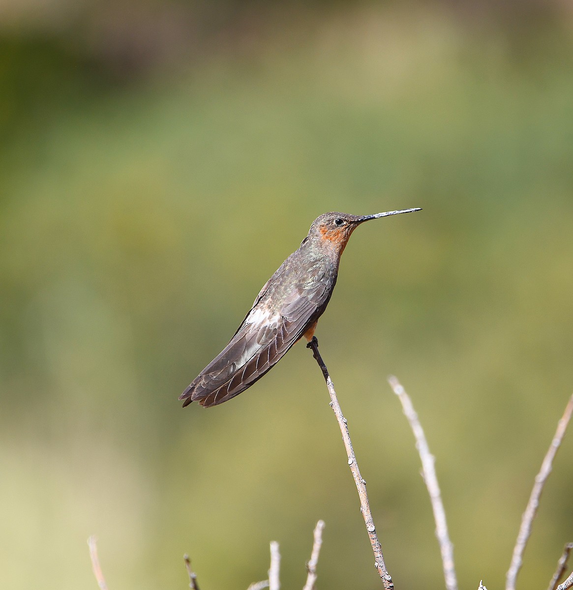 Giant Hummingbird - Ari Weiss