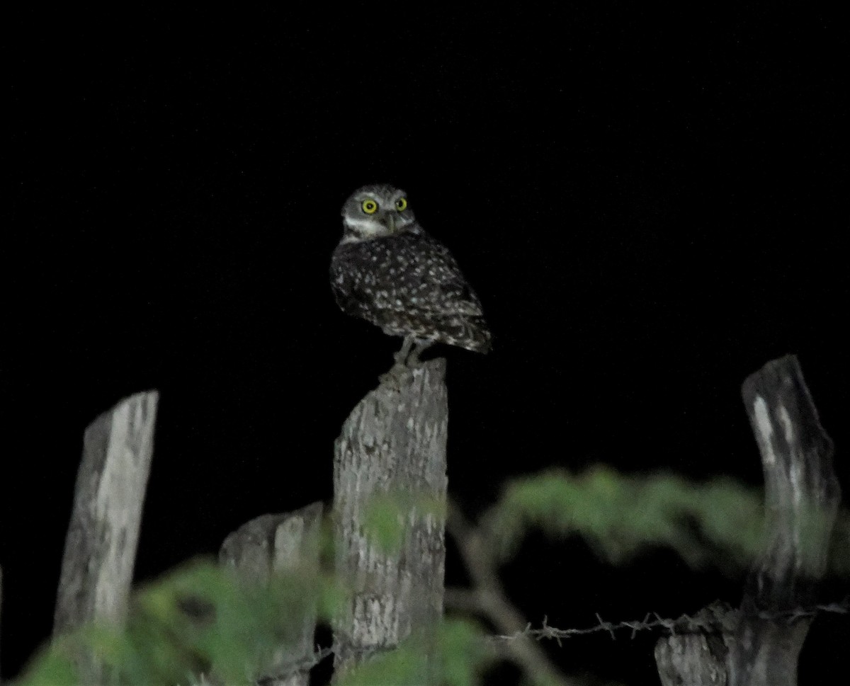 Burrowing Owl (guadeloupensis Group) - ML585773571