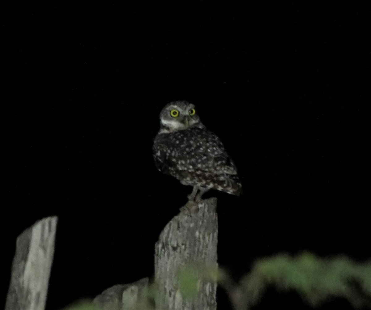 Burrowing Owl (guadeloupensis Group) - ML585773591