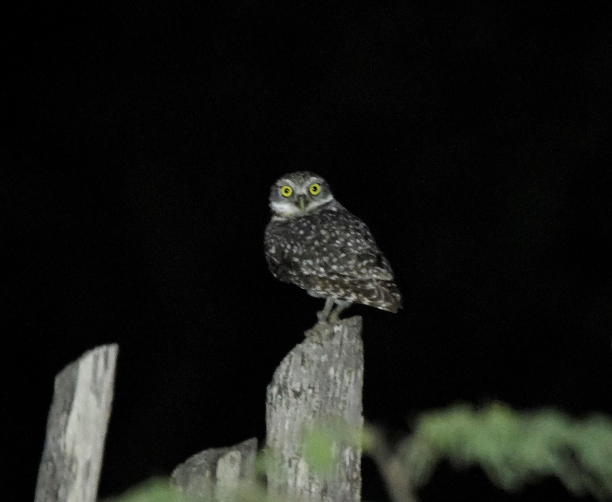 Burrowing Owl (guadeloupensis Group) - ML585773611