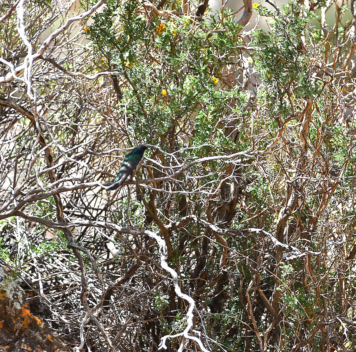 kolibřík modrolící - ML585773941