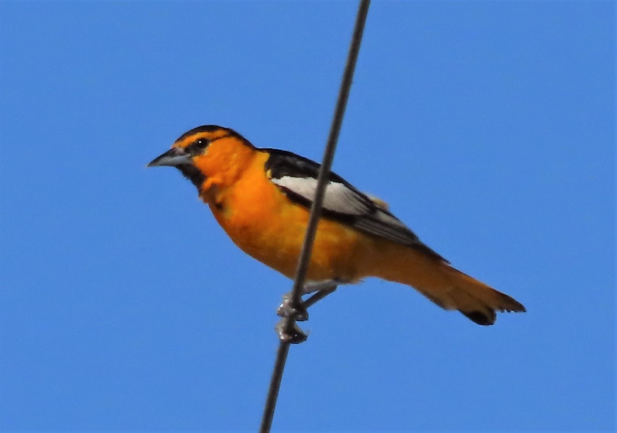 Bullock's Oriole - ML585774421