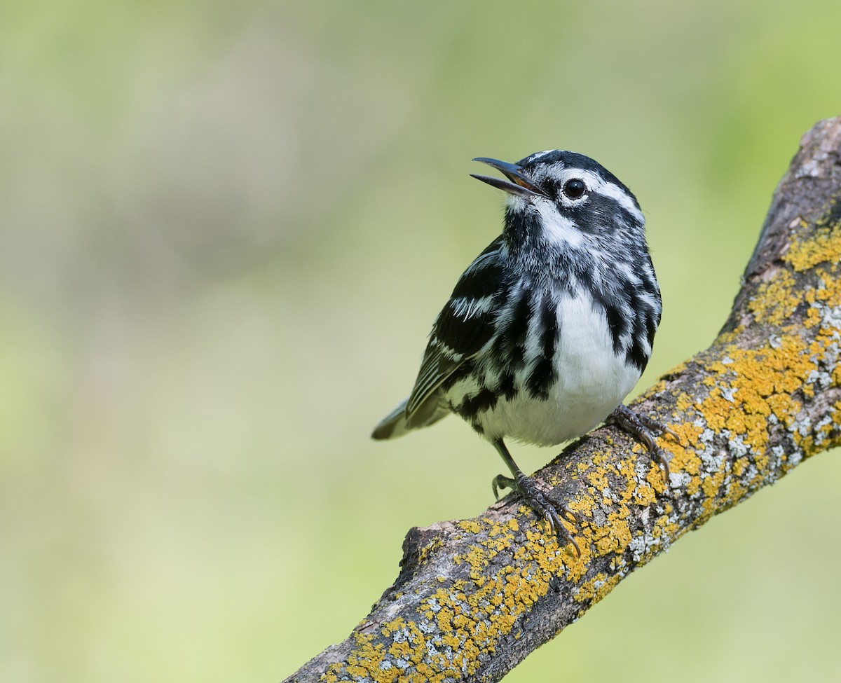 Black-and-white Warbler - ML585774801