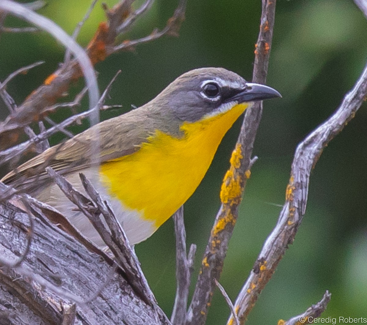 Yellow-breasted Chat - ML585775261