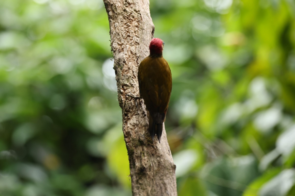 Rufous-winged Woodpecker - ML585776211