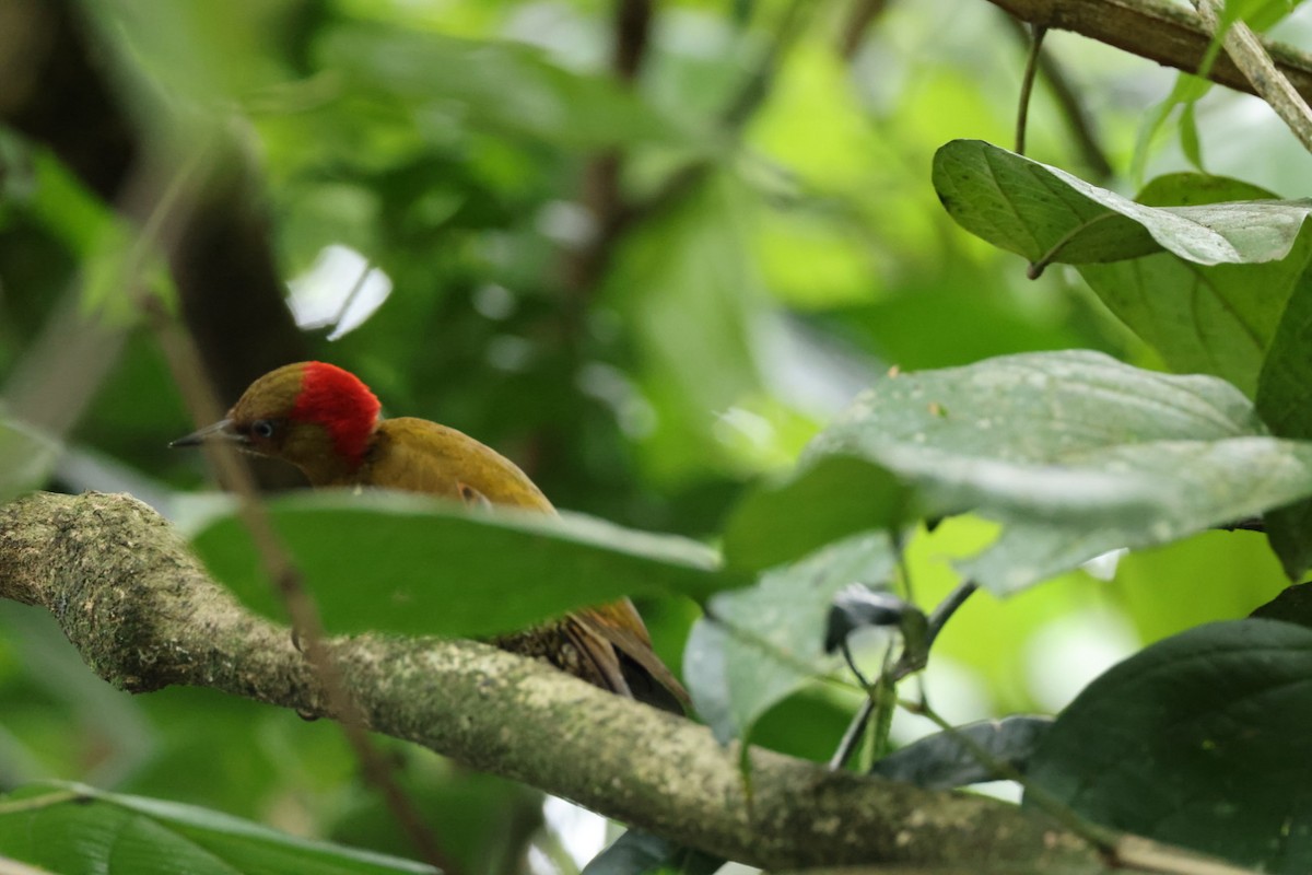 Rufous-winged Woodpecker - ML585776221