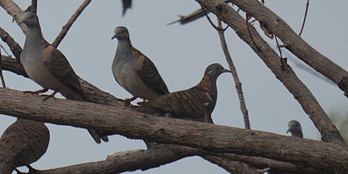 Bar-shouldered Dove - ML585776381