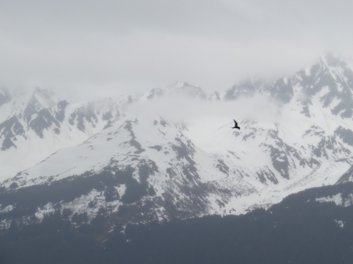 Arctic Tern - Alan Collier