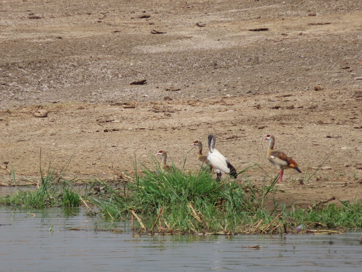 African Sacred Ibis - ML585777021