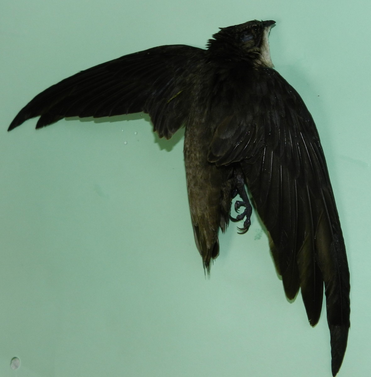 Chimney Swift - ML58577731