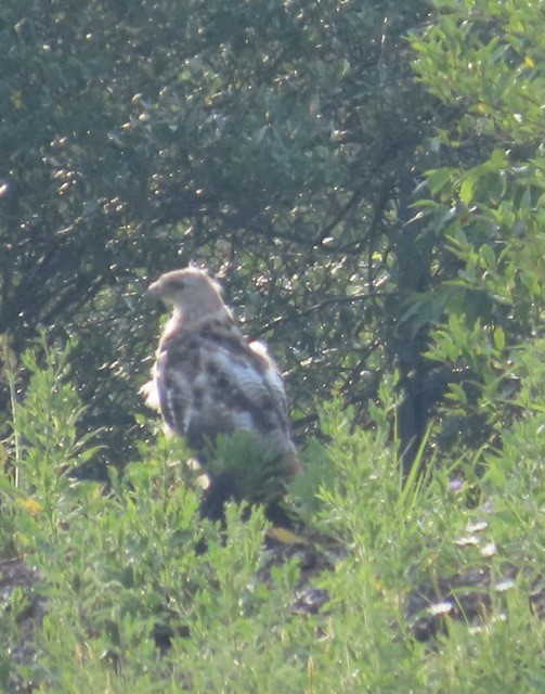 Red-tailed Hawk - ML585777701