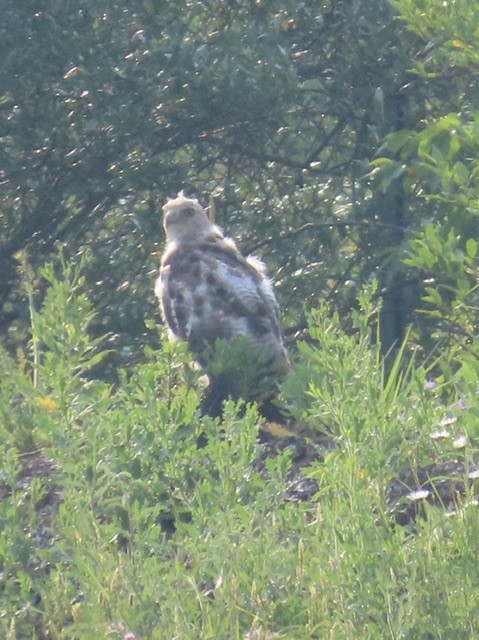Red-tailed Hawk - ML585777711