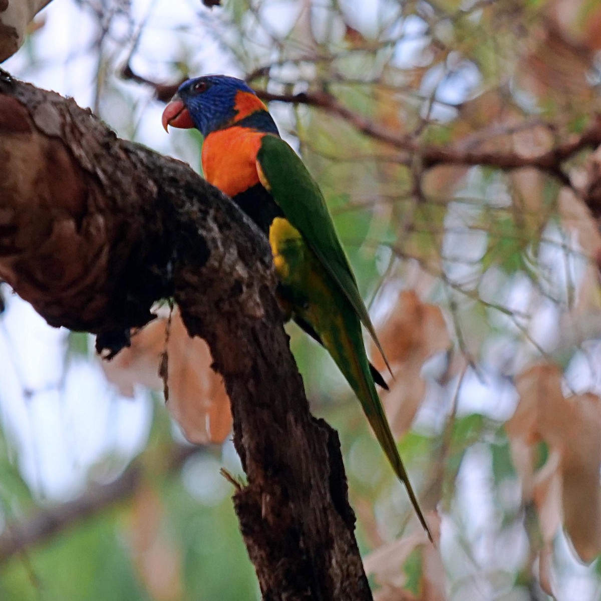 Red-collared Lorikeet - ML585779071