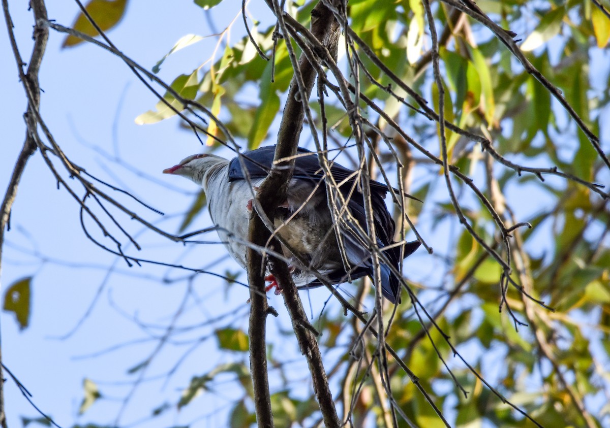 Pigeon leucomèle - ML585779091