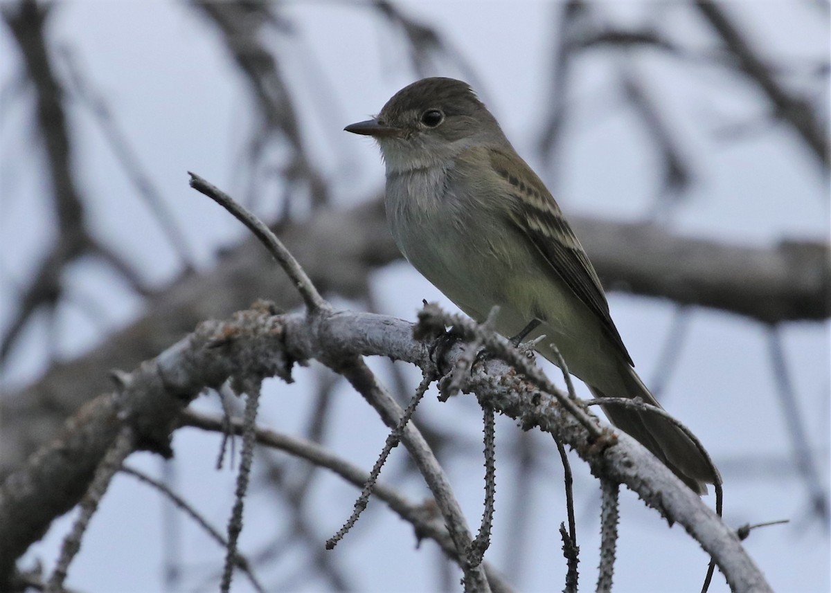 Willow Flycatcher - ML585779311