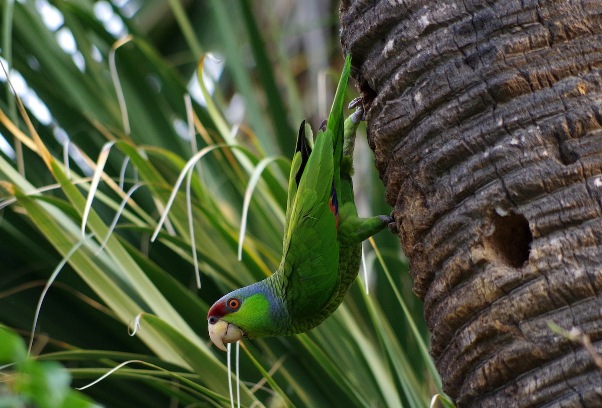 Lilac-crowned Amazon - ML58578031