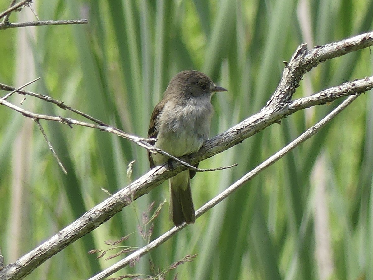 Willow Flycatcher - Mike McGrenere